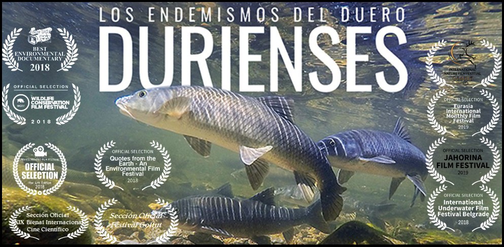 We recommend: “Durienses” (2018)