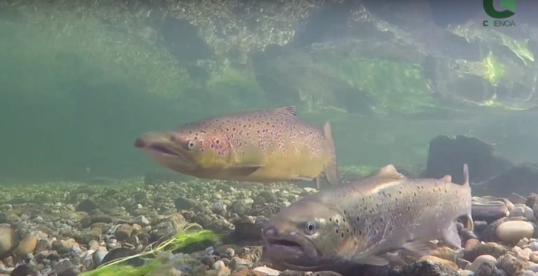 No one would allow hunting of lynxes, so why are we allowing the killing of endangered&nbsp;salmon?