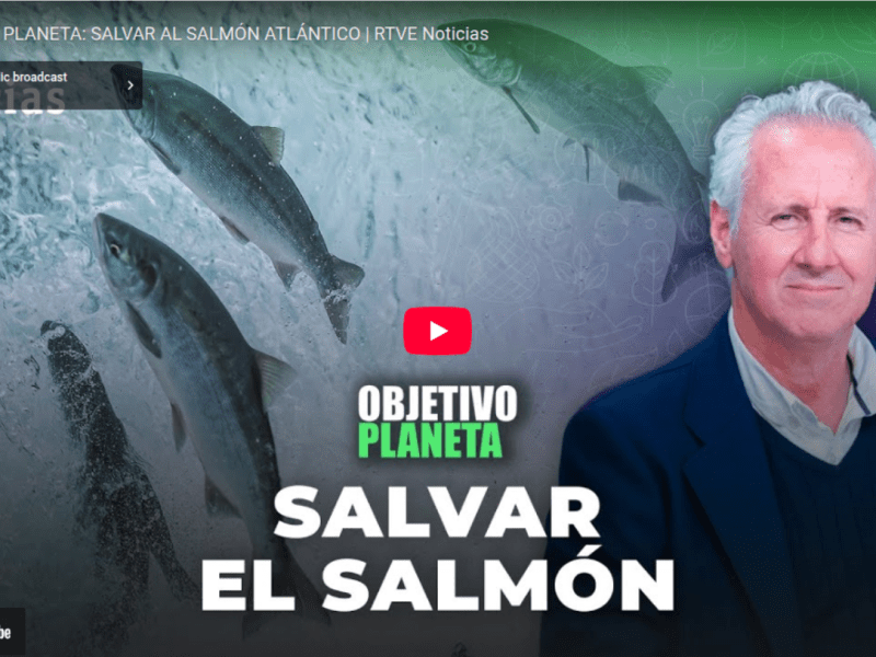 We recommend: OBJETIVO PLANETA: SALVAR AL SALMÓN ATLÁNTICO 