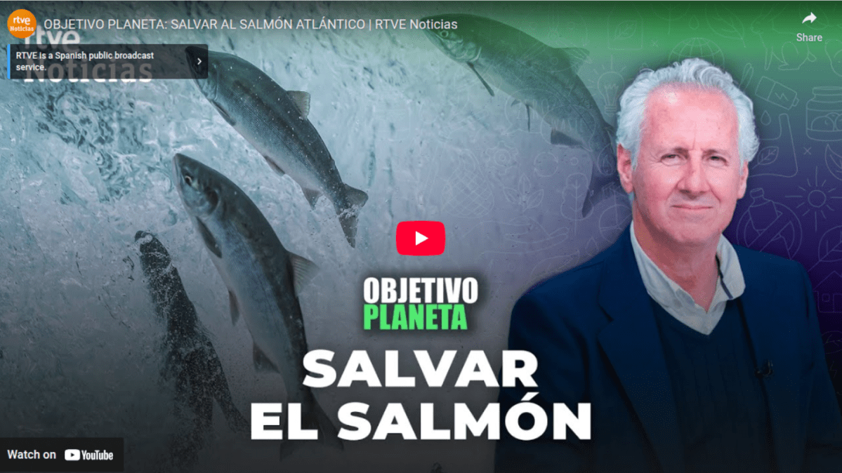 We recommend: OBJETIVO PLANETA: SALVAR AL SALMÓN ATLÁNTICO 
